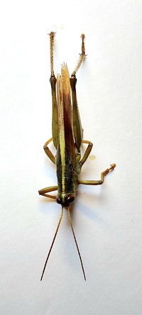 Schistocerca obscura