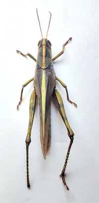 Schistocerca obscura