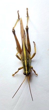 Schistocerca obscura