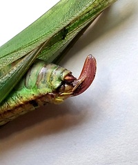 Scudderia unidentified species