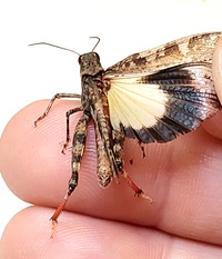 Spharagemon cristatum