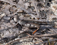 Spharagemon marmoratum pictum