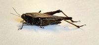 Tettigidea lateralis