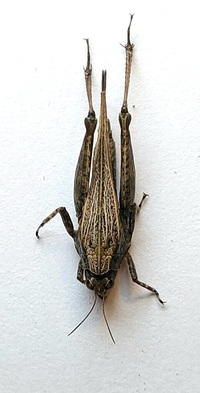Tettigidea lateralis