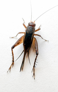 Allonemobius unidentified species