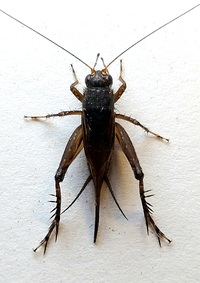 Allonemobius unidentified species