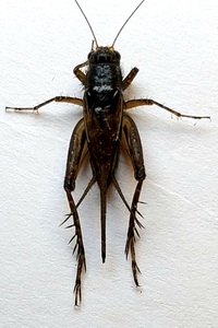 Allonemobius unidentified species