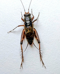 Allonemobius unidentified species