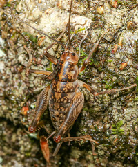 Ceuthophilus maculatus