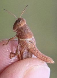 Campylacantha olivacea