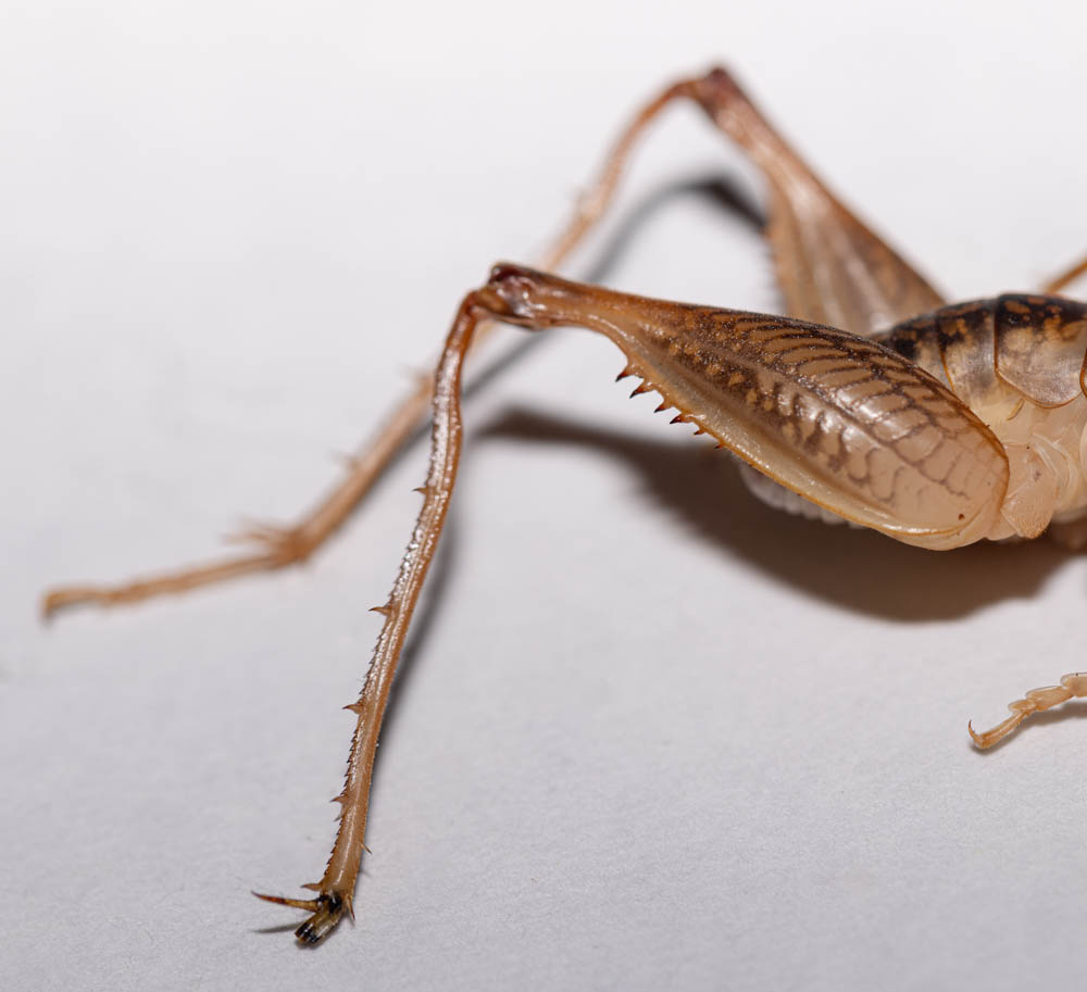 Orthoptera of North Carolina, image size:1000x913