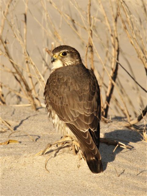 Merlin (<I>Falco columbarius</I>), Bald Head Island State Natural Area, North Carolina, United States