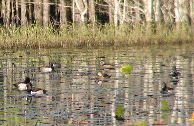 Ring-necked+Duck (<I>Aythya collaris</I>), Carolina Beach State Park, North Carolina, United States