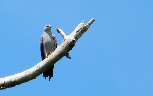 Mississippi+Kite (<I>Ictinia mississippiensis</I>), Carolina Beach State Park, North Carolina, United States