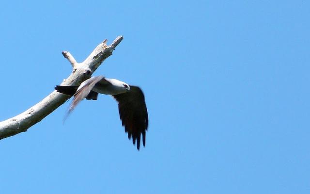 Mississippi+Kite (<I>Ictinia mississippiensis</I>), Carolina Beach State Park, North Carolina, United States