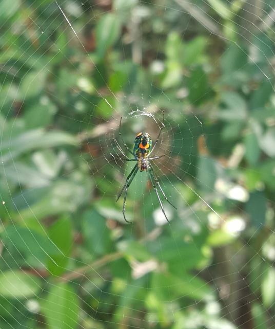 Venusta+Orchard+Spider (<I>Leucauge venusta</I>), Carolina Beach State Park, North Carolina, United States