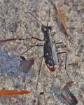 Cicindelidia abdominalis