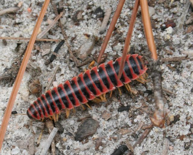 A+millipede (<I>Sigmoria latior</I>), Carvers Creek State Park, North Carolina, United States