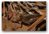 Arphia sulphurea