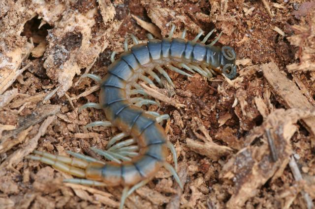 Greenish+Centipede (<I>Scolopendra viridis</I>), Carvers Creek State Park, North Carolina, United States