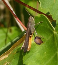 Amblytropidia mysteca