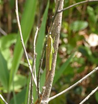 Stenacris vitreipennis