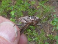 Atlanticus pachymerus