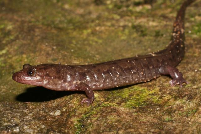 Seal+Salamander (<I>Desmognathus monticola</I>), Chimney Rock State Park, North Carolina, United States