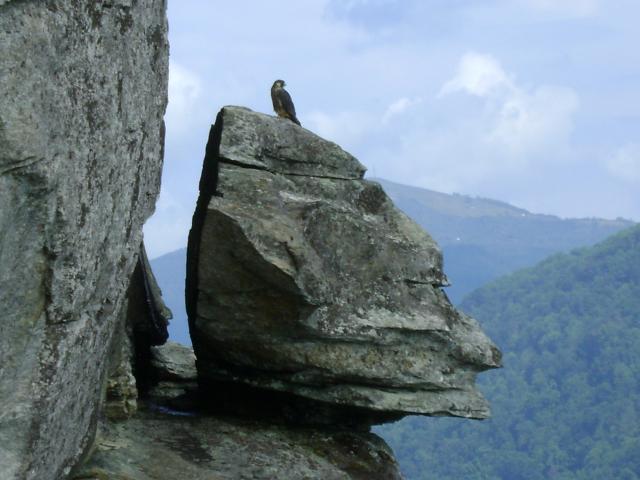 Peregrine+Falcon (<I>Falco peregrinus</I>), Chimney Rock State Park, North Carolina, United States