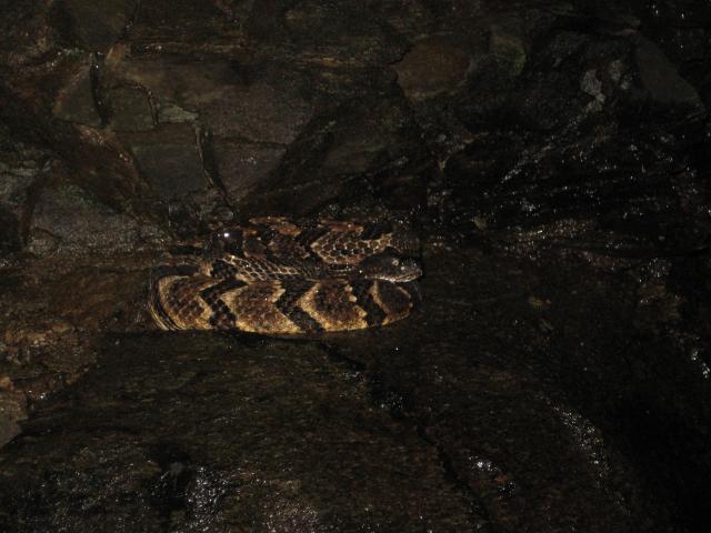 Timber+Rattlesnake (<I>Crotalus horridus</I>), Chimney Rock State Park, North Carolina, United States