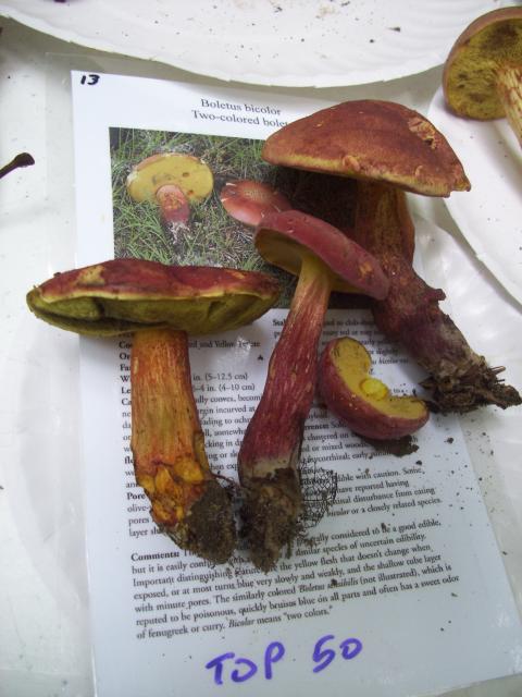 Two-Colored+Bolete%2C+Red-and-Yellow+Bolete (<I>Boletus bicolor</I>), Chimney Rock State Park, North Carolina, United States