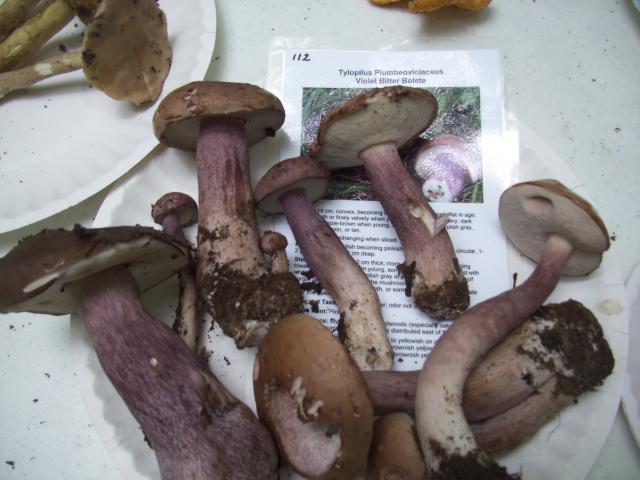 Gray-violet+Bolete (<I>Tylopilus plumbeoviolaceus</I>), Chimney Rock State Park, North Carolina, United States