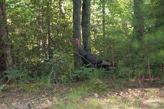Wild+Turkey (<I>Meleagris gallopavo</I>), Chimney Rock State Park, North Carolina, United States