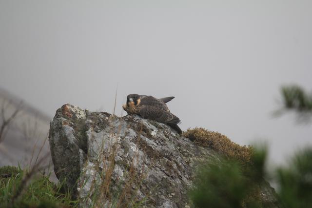 Peregrine+Falcon (<I>Falco peregrinus</I>), Chimney Rock State Park, North Carolina, United States