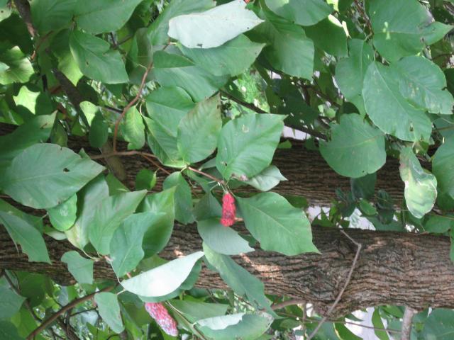 Fraser+Magnolia (<I>Magnolia fraseri</I>), Chimney Rock State Park, North Carolina, United States