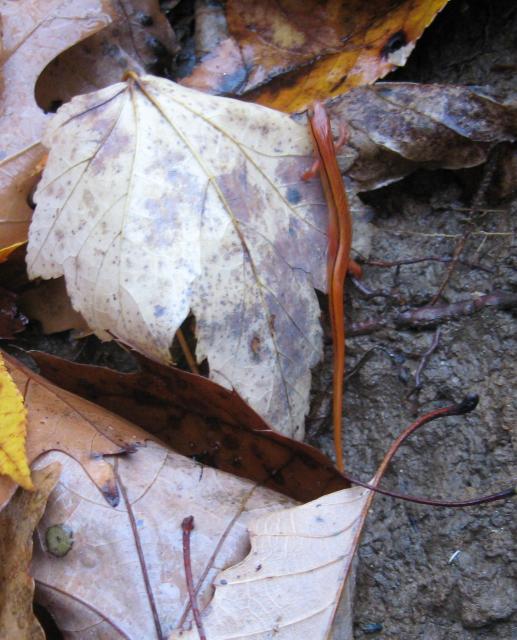 Blue+Ridge+Two-lined+Salamander (<I>Eurycea wilderae</I>), Chimney Rock State Park, North Carolina, United States