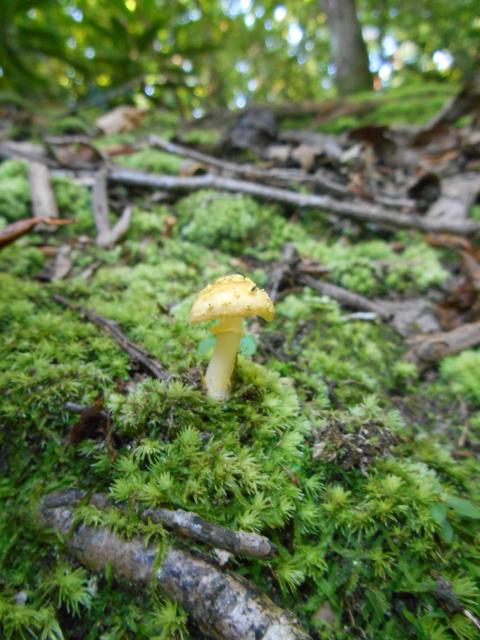 Yellow+Blusher (<I>Amanita flavorubescens</I>), Chimney Rock State Park, North Carolina, United States