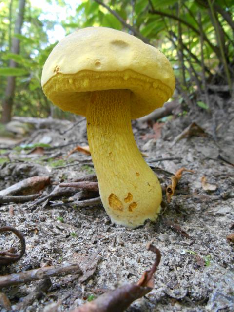 Yellow-staining+Bolete (<I>Boletus retipes</I>), Chimney Rock State Park, North Carolina, United States