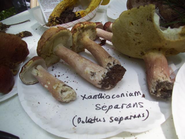 Lilac+Bolete (<I>Xanthoconium separans</I>), Chimney Rock State Park, North Carolina, United States