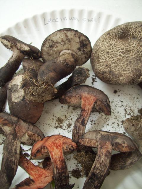 Snell%27s+Bolete (<I>Leccinum snellii</I>), Chimney Rock State Park, North Carolina, United States