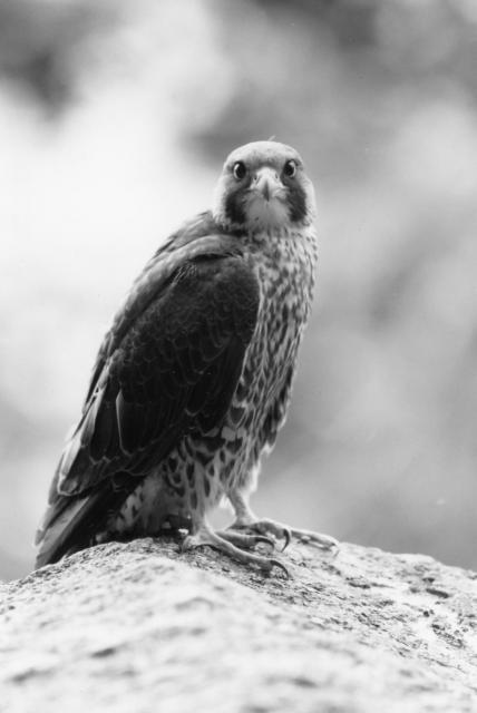 Peregrine+Falcon (<I>Falco peregrinus</I>), Chimney Rock State Park, North Carolina, United States