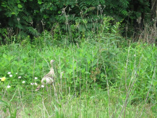Wild+Turkey (<I>Meleagris gallopavo</I>), Chimney Rock State Park, North Carolina, United States