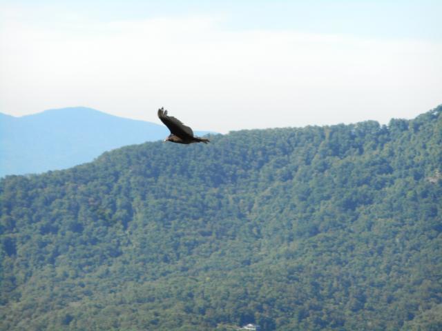 Turkey+Vulture (<I>Cathartes aura</I>), Chimney Rock State Park, North Carolina, United States
