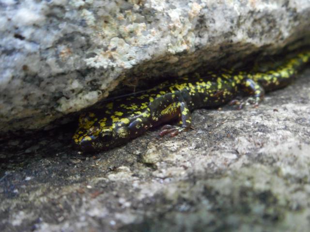 Hickory+Nut+Gorge+Green+Salamander (<I>Aneides caryaensis</I>), Chimney Rock State Park, North Carolina, United States