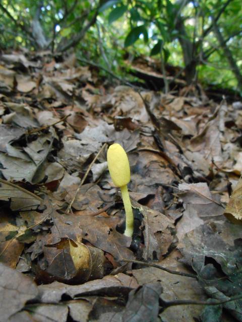 Fragile+Leucocoprinus (<I>Leucocoprinus fragilissimus</I>), Chimney Rock State Park, North Carolina, United States