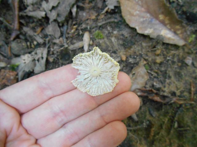 Fragile+Leucocoprinus (<I>Leucocoprinus fragilissimus</I>), Chimney Rock State Park, North Carolina, United States