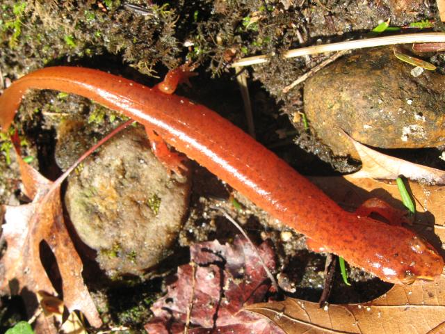 Carolina+Spring+Salamander (<I>Gyrinophilus porphyriticus dunni</I>), Chimney Rock State Park, North Carolina, United States