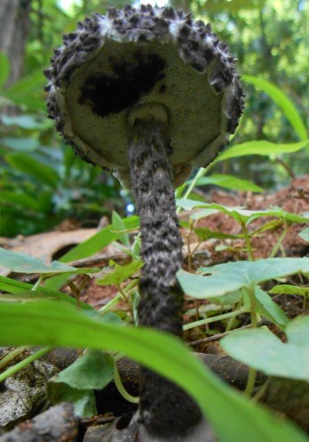The+Old+Man+of+the+Woods (<I>Strobilomyces floccopus</I>), Chimney Rock State Park, North Carolina, United States