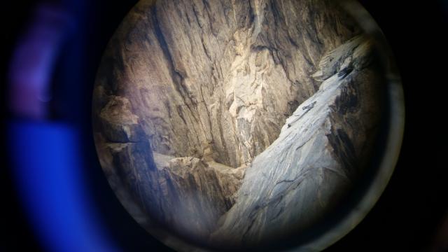 Peregrine+Falcon (<I>Falco peregrinus</I>), Chimney Rock State Park, North Carolina, United States