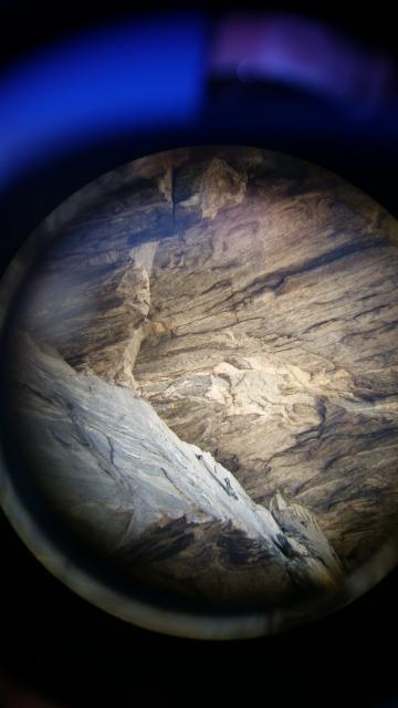 Peregrine+Falcon (<I>Falco peregrinus</I>), Chimney Rock State Park, North Carolina, United States